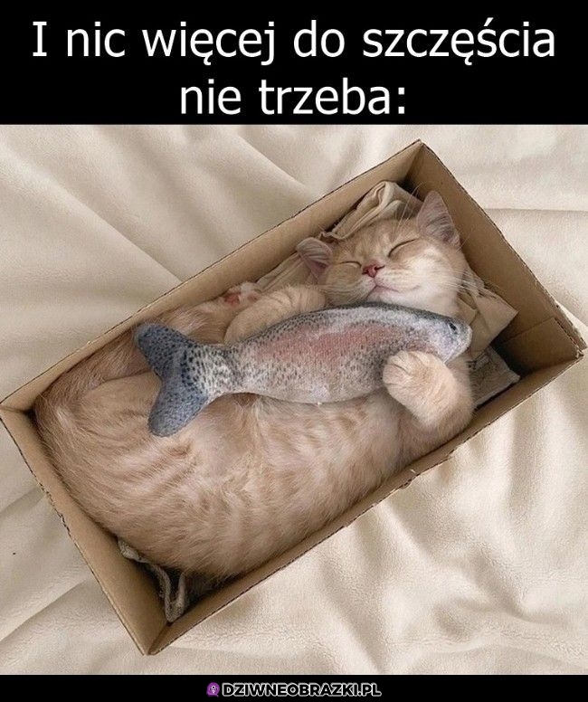 Zestaw idealny