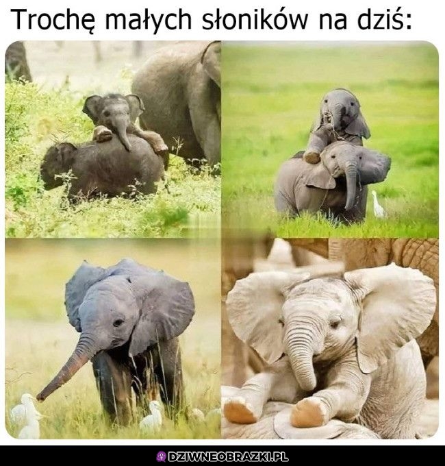 Trzymajcie coś słodkiego