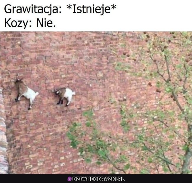 Jaka grawitacja?