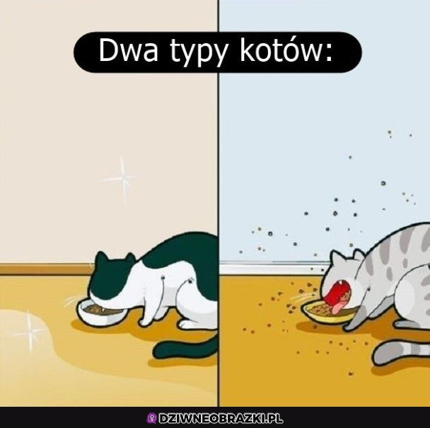 Dwa typy kotów