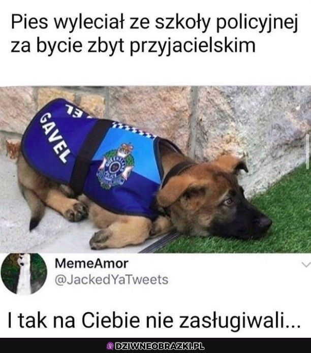 Najlepszy piesek Najlepszy piesek