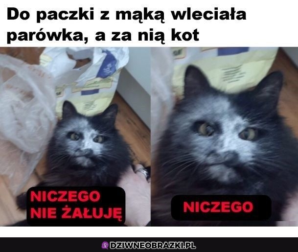 Bez żalu