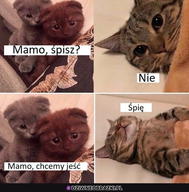Mamo