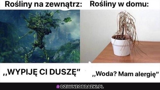 Domowe roślinki takie są