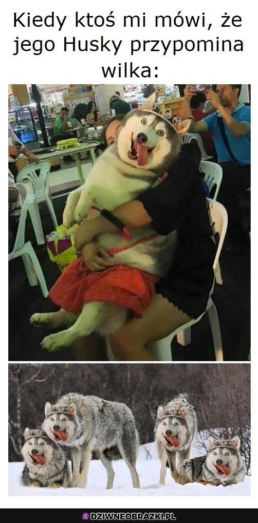 Husko-wilk