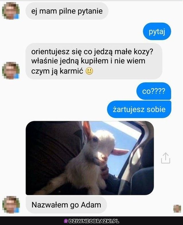 Ktoś wie co one jedzą?