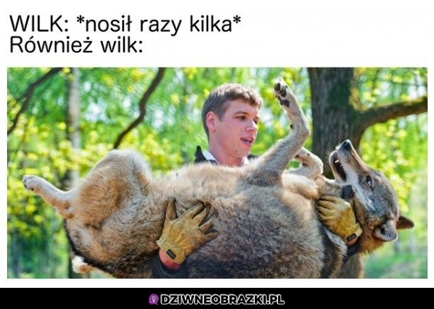 Wilk