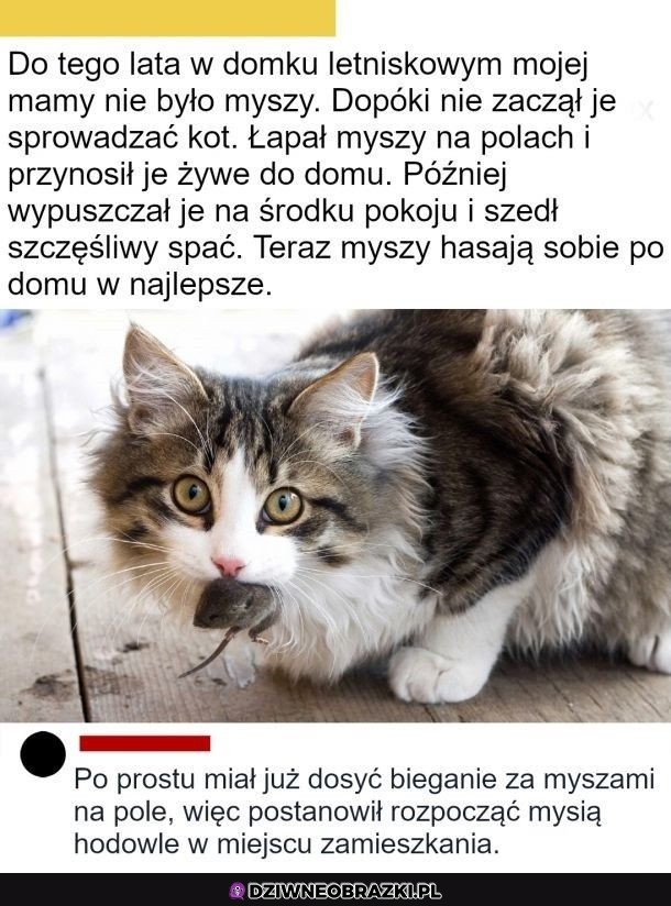 Dzięki kocie