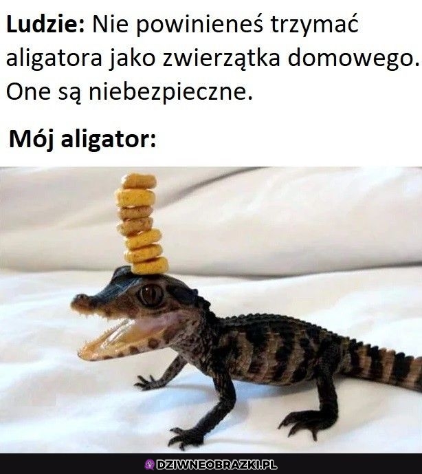 Ciekawe co z niego wyrośnie