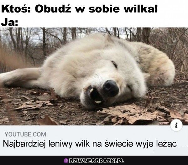 To mój wewnętrzny wilk