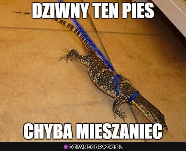 Dziwny pieseł