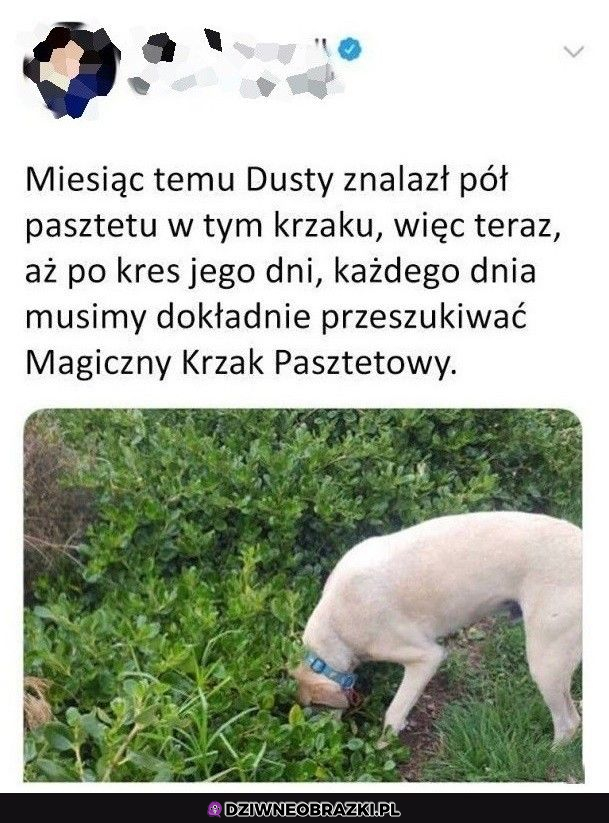 Magiczny krzak :D