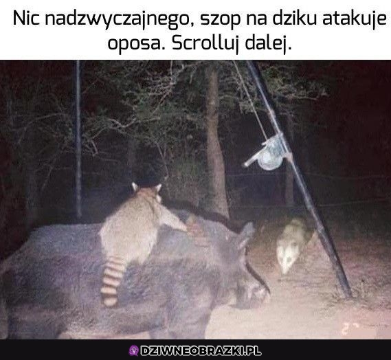Normalka