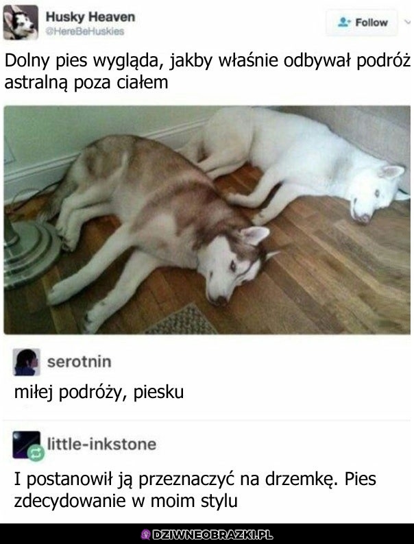 Astralna podróż pieseła