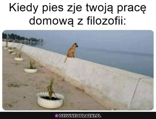 Zamyślony