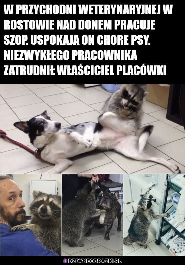 Dobry ziomek szop
