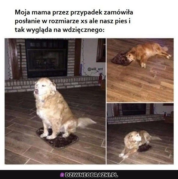 Zawsze coś