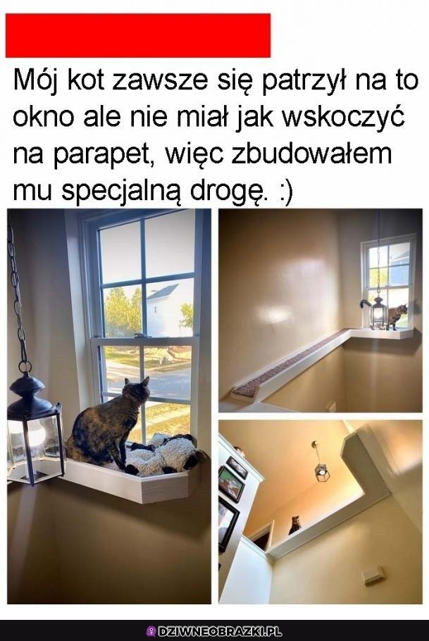 Wypas dla koteła