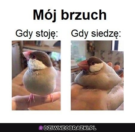 Mój brzuszek