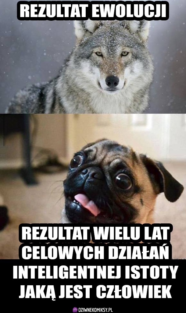 Co to w ogóle jest