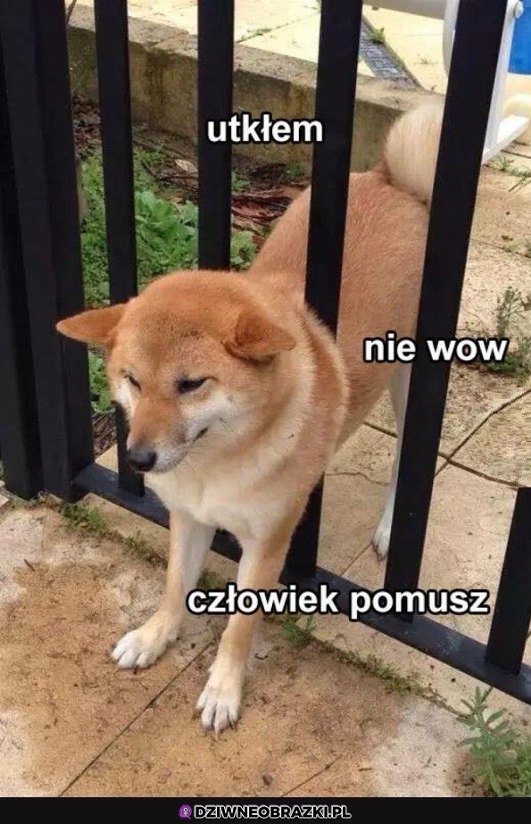 Pieseł utknięty