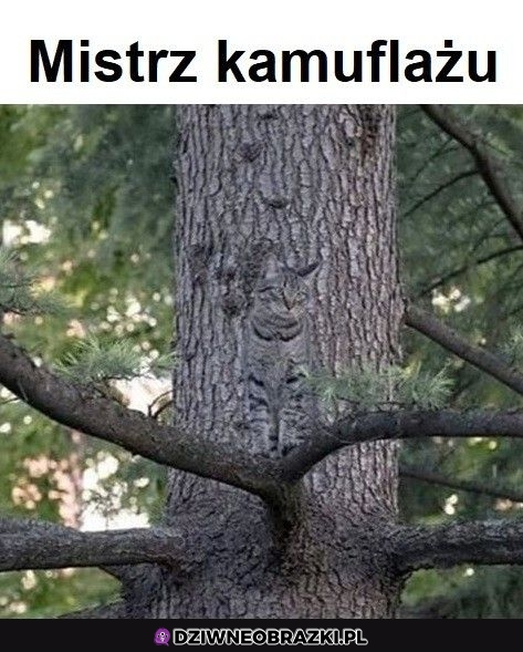 Przyczajony
