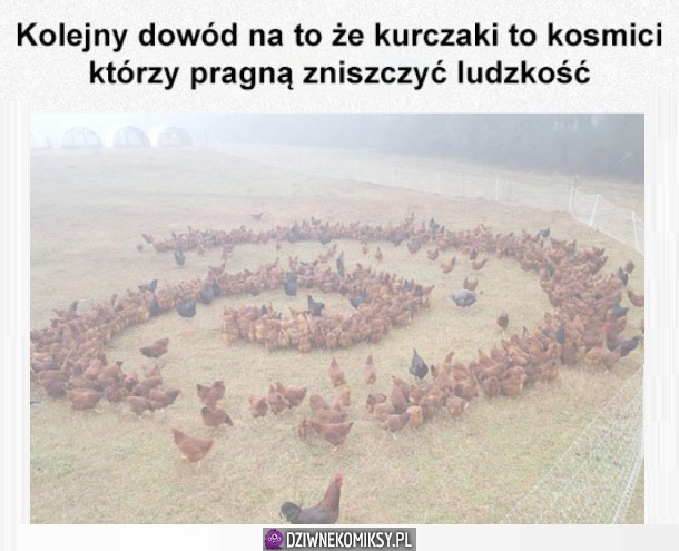 Kurczaki