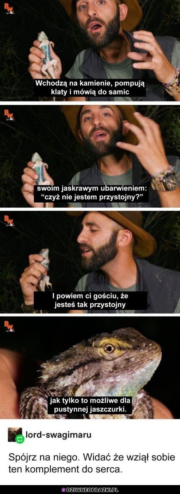 Komplement