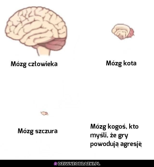 Wielkość mózgu