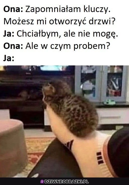 Sorki zajęty jestem