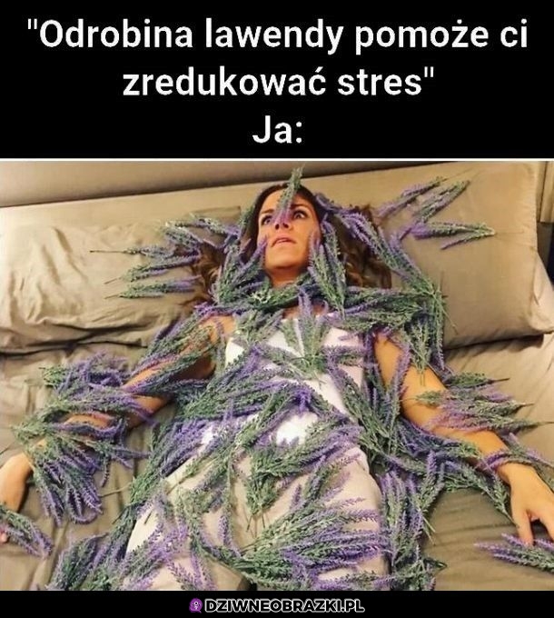 Odrobina lawendy