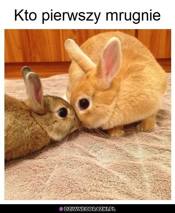 Pojedynek