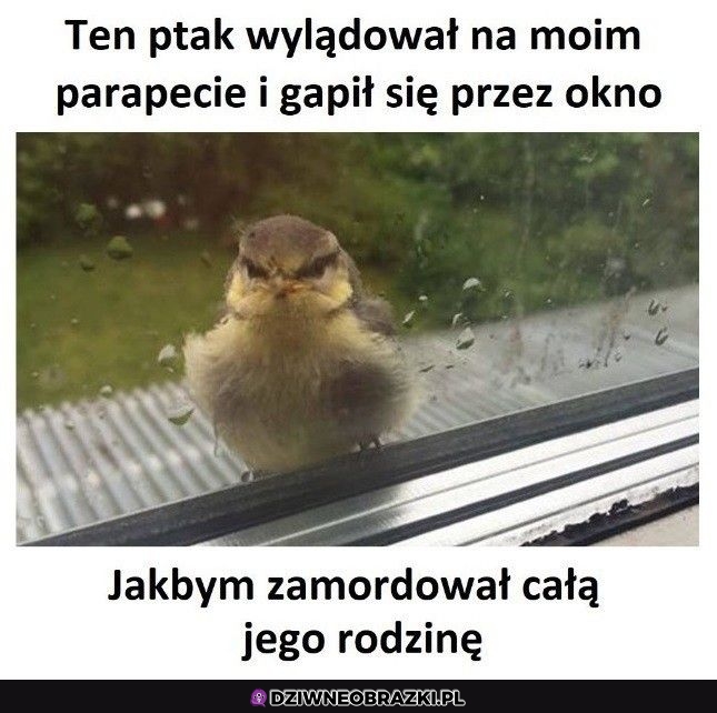 Wkurzony ptaszek
