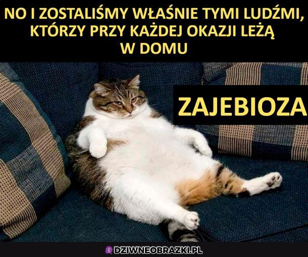 Idealne życie kota