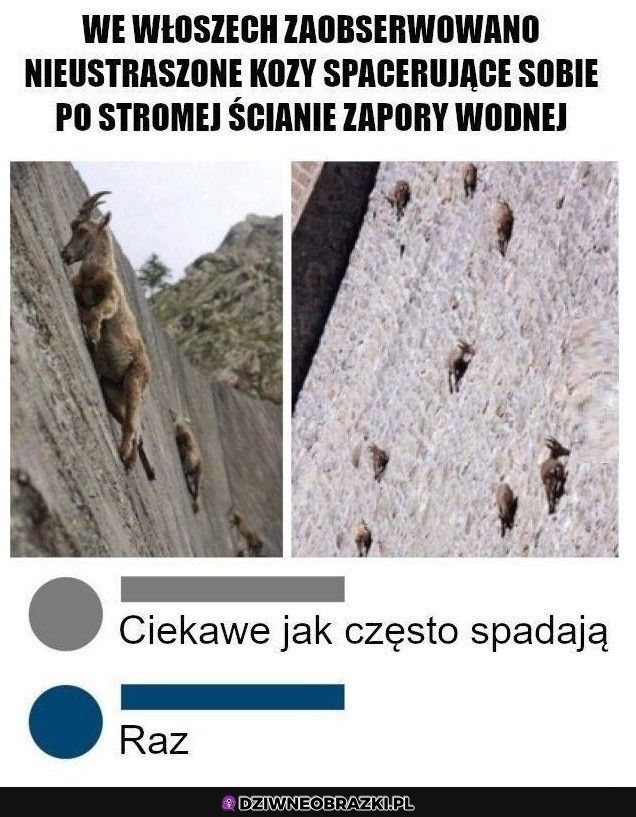 Kozy