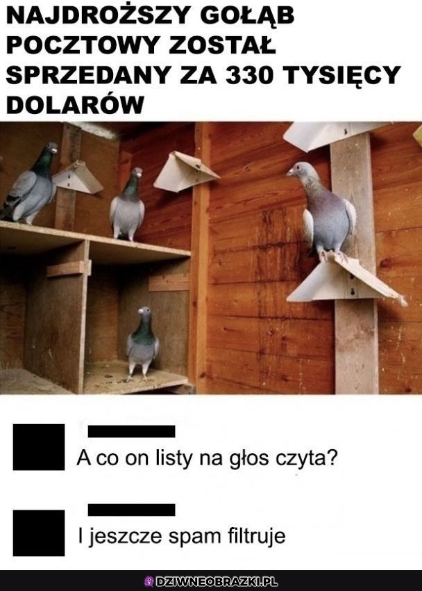 Drogi gołąb