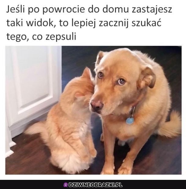 Widać winę w oczach