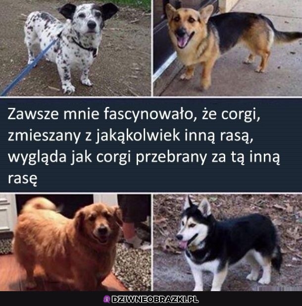 Krzyżówki corgi