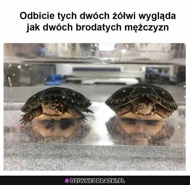 Odbicie żółwi