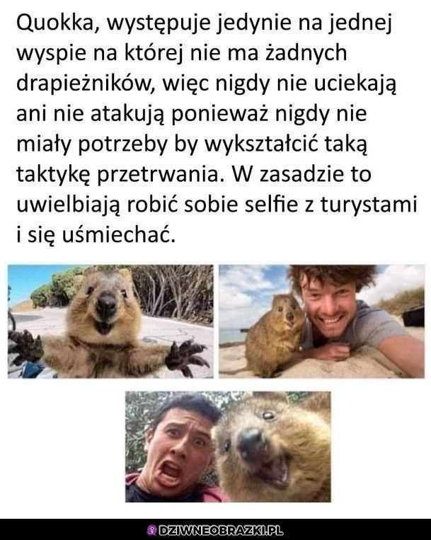 Quokka