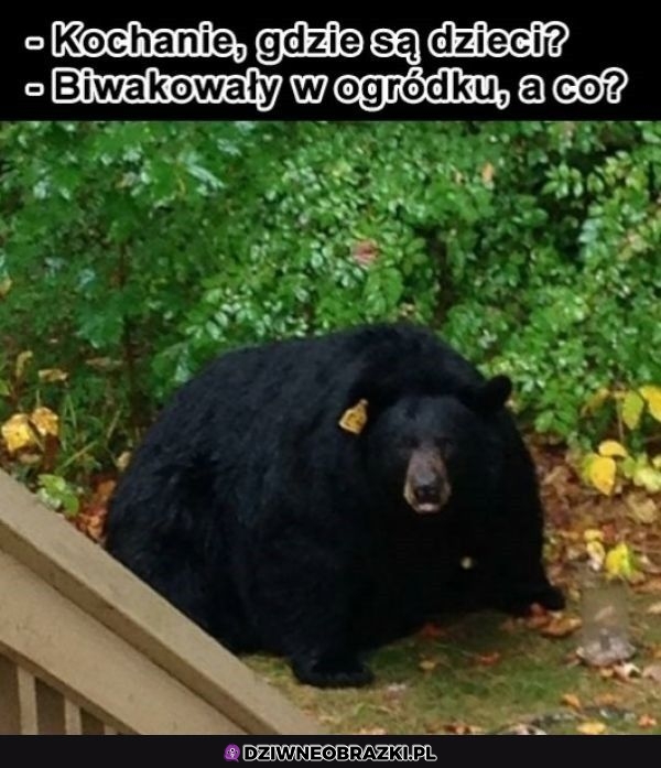 To już tego nie robią