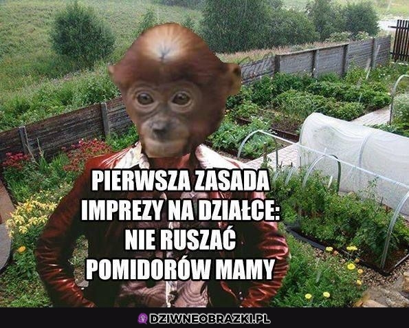 Pierwsza zasada