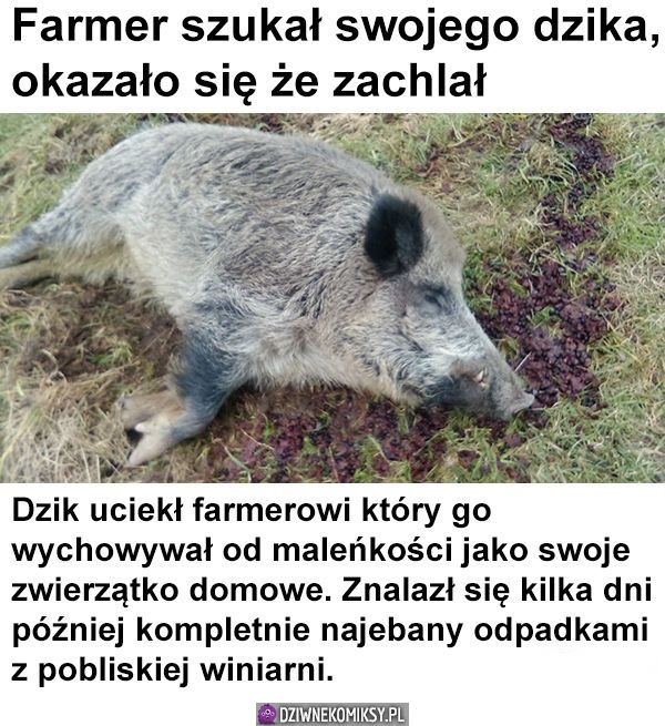 Taki ze mnie imprezowy dzik