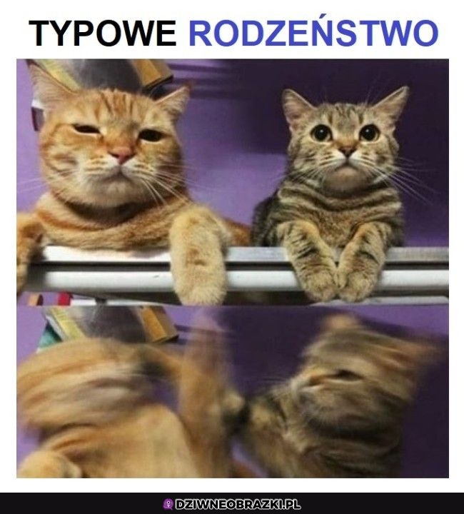 Typowe rodzeństwo