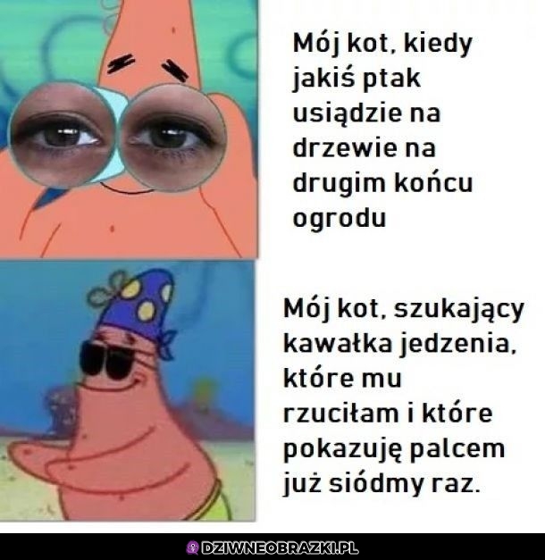 Mój kot