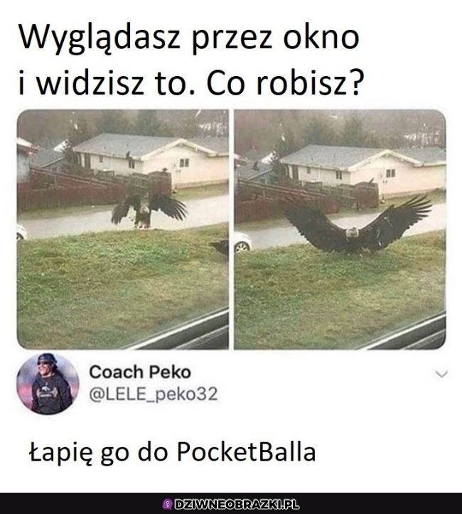 Na takiego to greata potrzeba