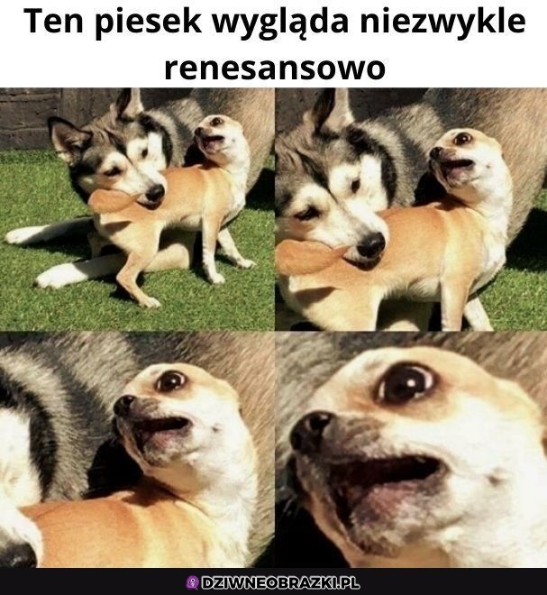Piesek