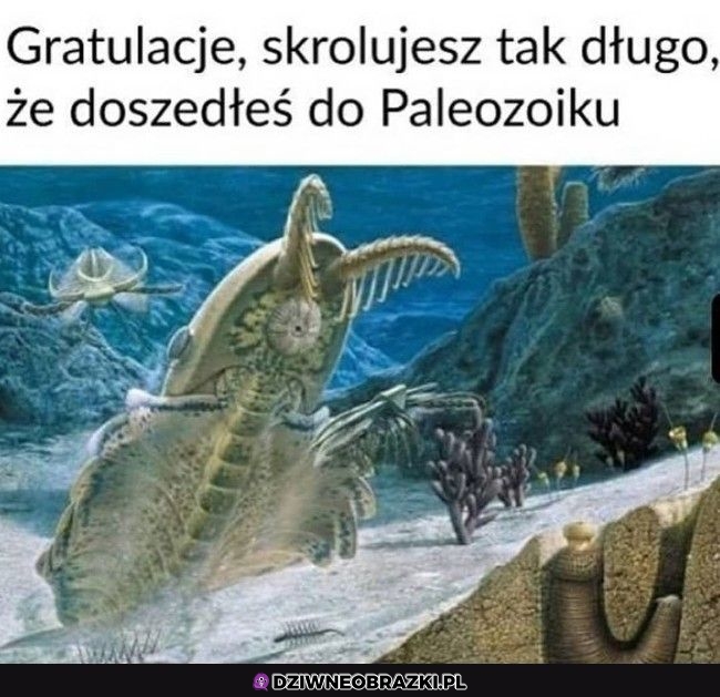 Gratulacje