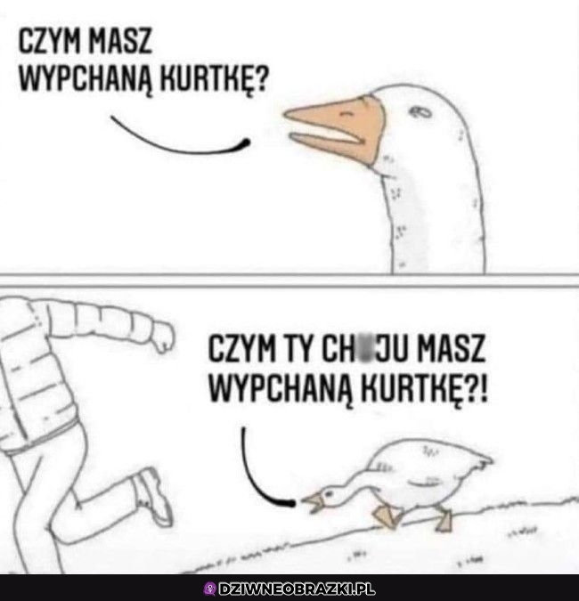 Czym ta kurtka wypchana? Czym ta kurtka wypchana?