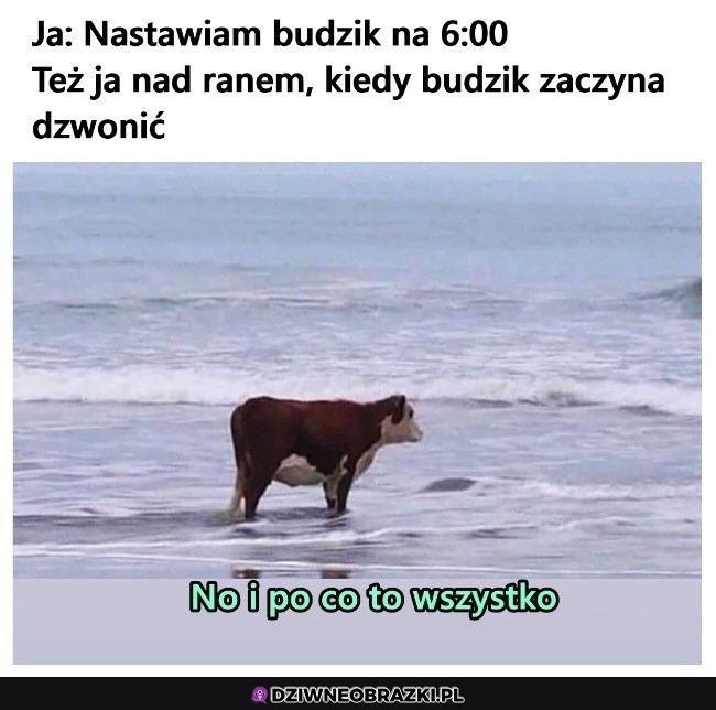 To ja codziennie